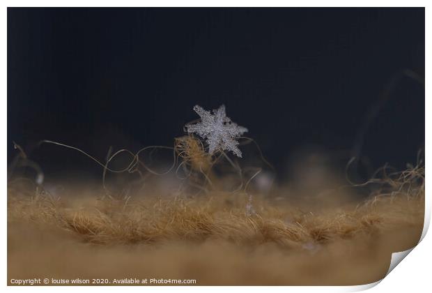snowflake Print by louise wilson