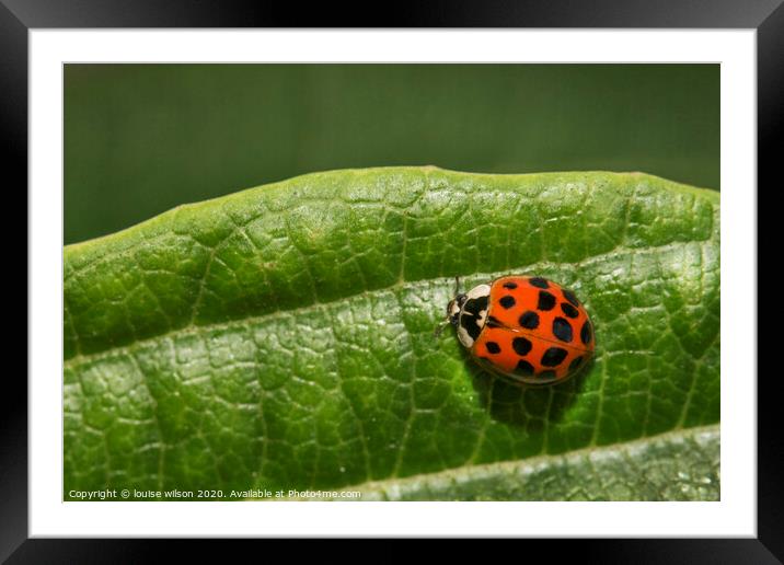 ladybird on a leaf Framed Mounted Print by louise wilson