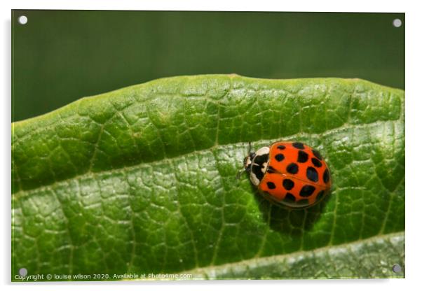 ladybird on a leaf Acrylic by louise wilson