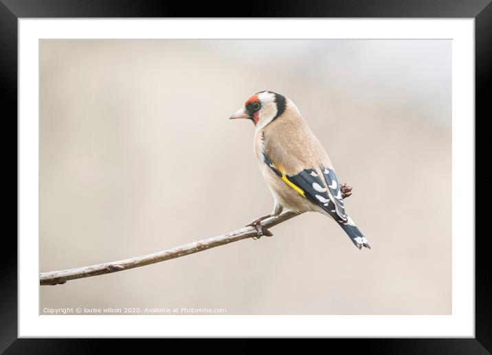 bird on a branch Framed Mounted Print by louise wilson