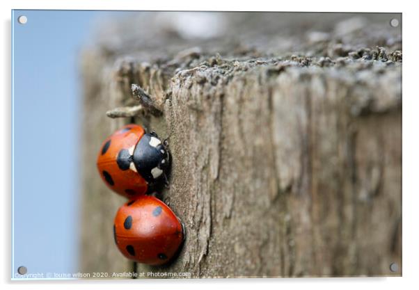 snug ladybirds Acrylic by louise wilson
