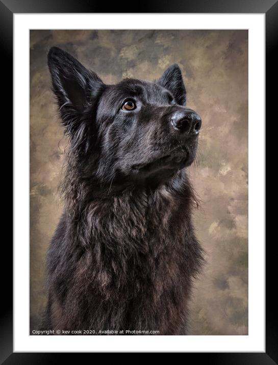 Bella Framed Mounted Print by kevin cook