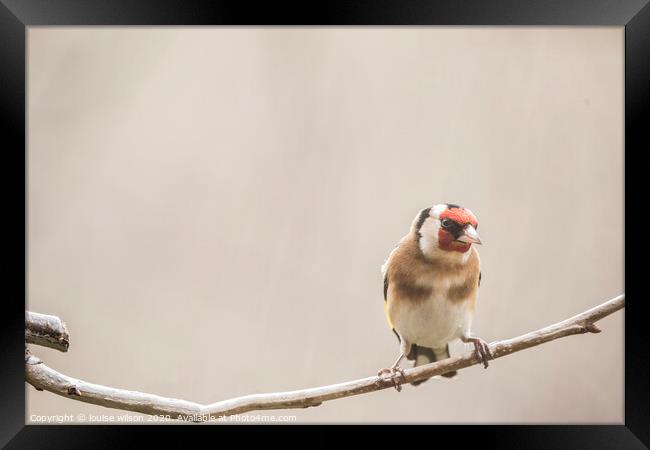 goldfinch Framed Print by louise wilson