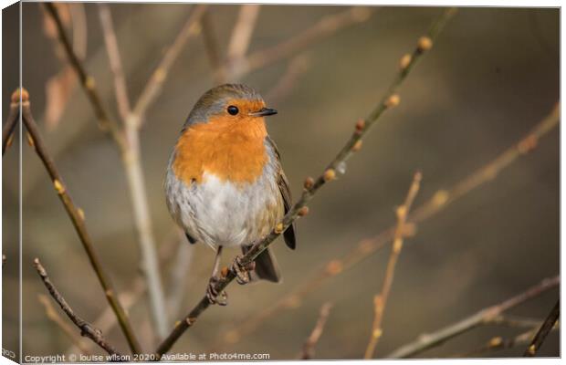 robin on a thin branch Canvas Print by louise wilson