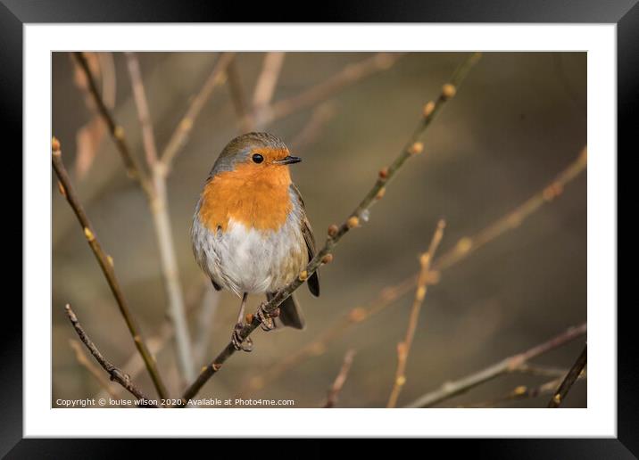 robin on a thin branch Framed Mounted Print by louise wilson
