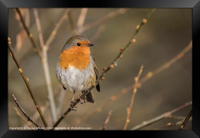 robin on a thin branch Framed Print by louise wilson