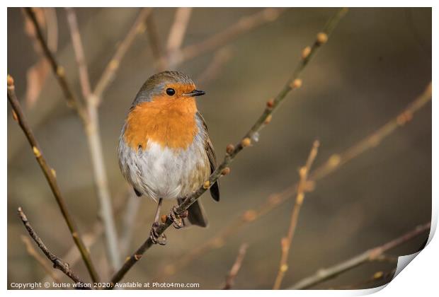robin on a thin branch Print by louise wilson