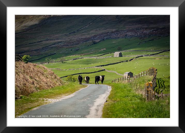 Belted galloways Framed Mounted Print by kevin cook