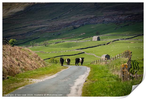 Belted galloways Print by kevin cook