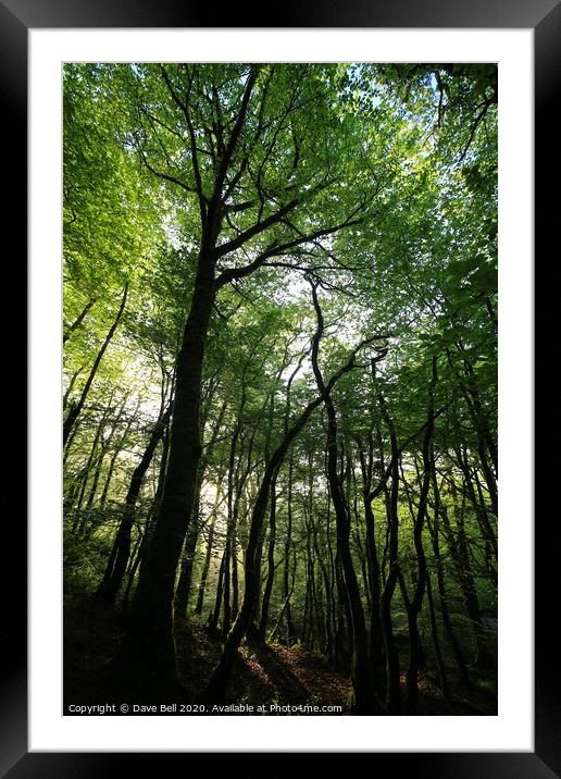Plant tree Framed Mounted Print by Dave Bell