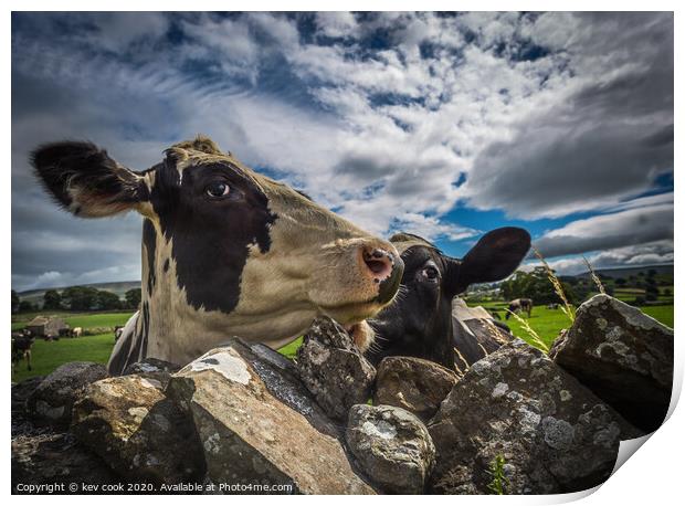 curious cows Print by kevin cook