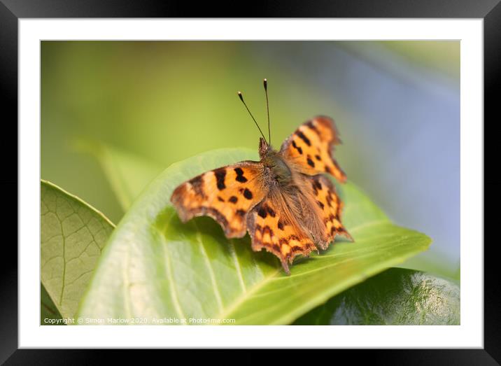 The Vivid Beauty of a Comma Butterfly Framed Mounted Print by Simon Marlow