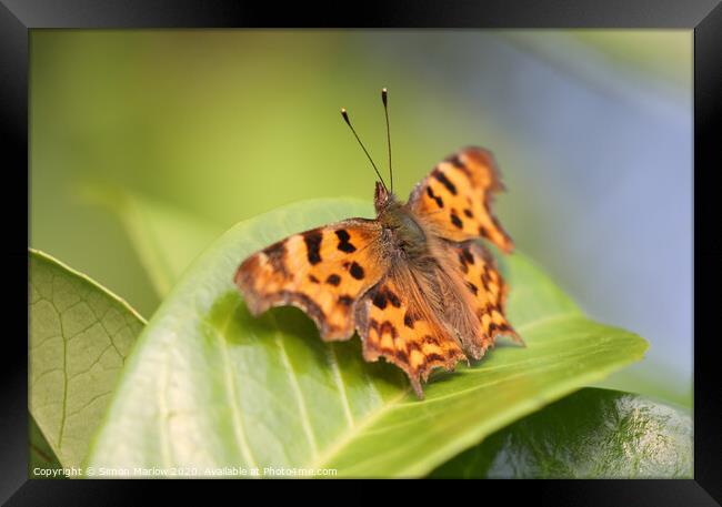 The Vivid Beauty of a Comma Butterfly Framed Print by Simon Marlow