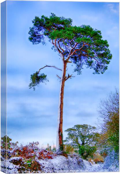 A Scots Pine in the Snow Canvas Print by Paul F Prestidge