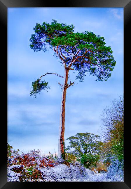 A Scots Pine in the Snow Framed Print by Paul F Prestidge