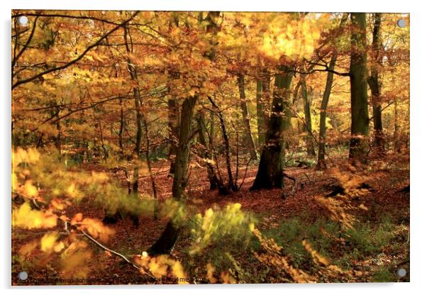 Autumn Weoodland Acrylic by Simon Johnson