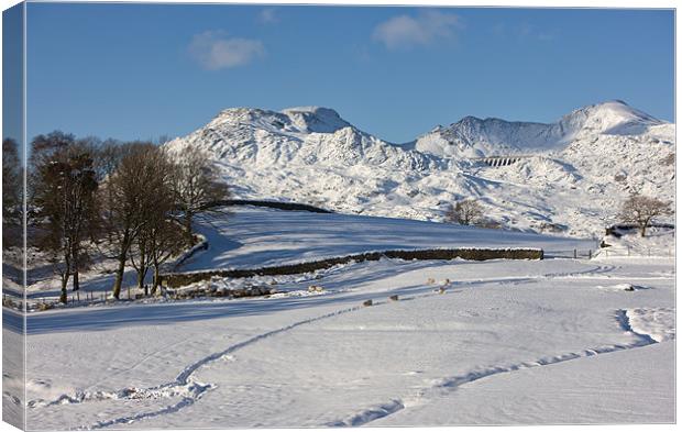 Moelwyn range with snow tracks Canvas Print by Rory Trappe