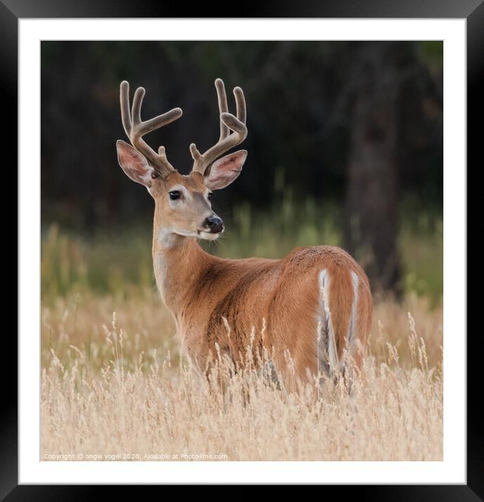 White Tail Buck Framed Mounted Print by angie vogel
