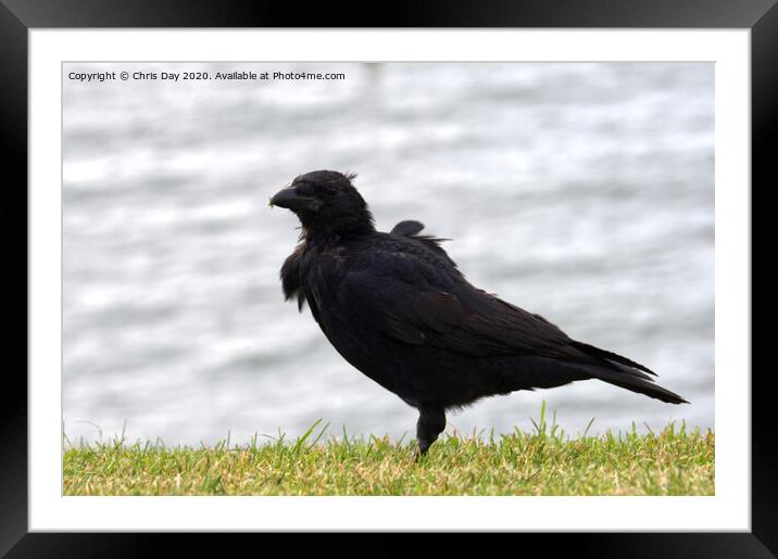 Caw said the Crow on the Hoe Framed Mounted Print by Chris Day