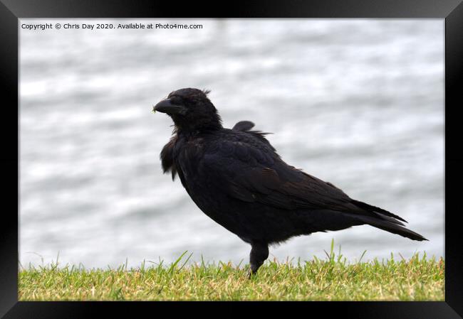 Caw said the Crow on the Hoe Framed Print by Chris Day