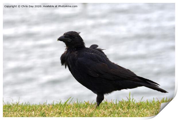 Caw said the Crow on the Hoe Print by Chris Day