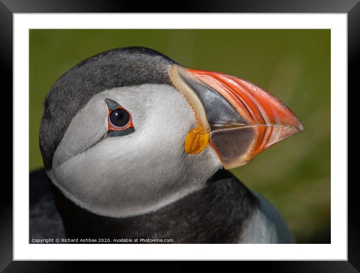 Puffin close up Framed Mounted Print by Richard Ashbee