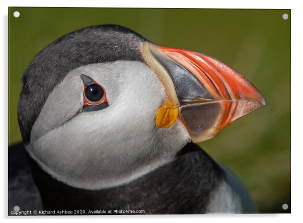 Puffin close up Acrylic by Richard Ashbee