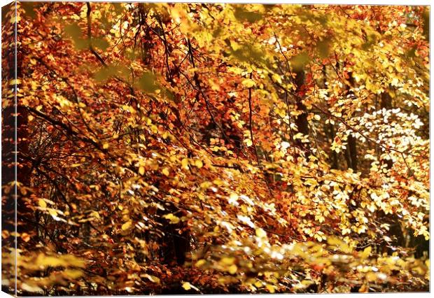 Sunlit Beech leaves Canvas Print by Simon Johnson