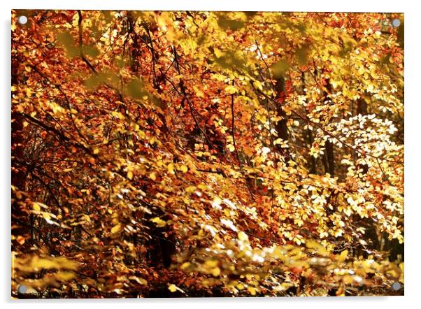 Sunlit Beech leaves Acrylic by Simon Johnson