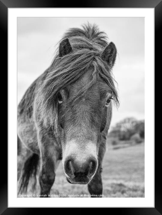 Exmoor Pony 1 Framed Mounted Print by Hannah Watson