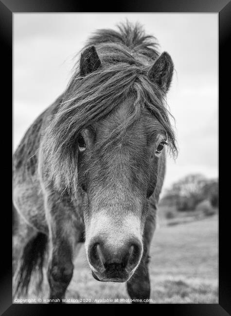 Exmoor Pony 1 Framed Print by Hannah Watson