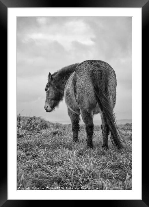 Exmoor Pony 2 Framed Mounted Print by Hannah Watson
