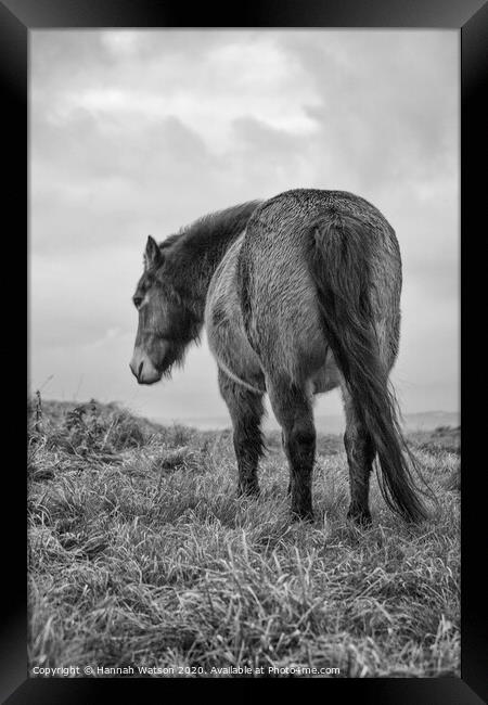Exmoor Pony 2 Framed Print by Hannah Watson