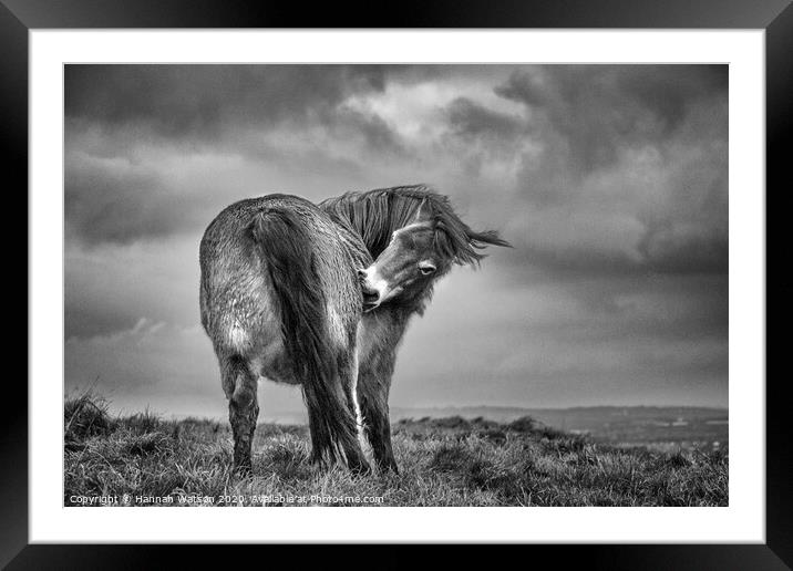 Exmoor Pony 3 Framed Mounted Print by Hannah Watson
