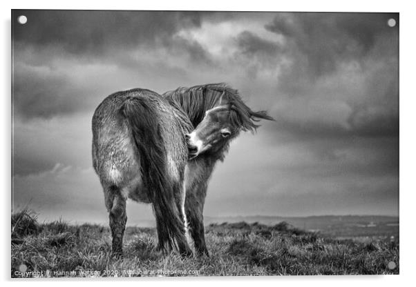 Exmoor Pony 3 Acrylic by Hannah Watson