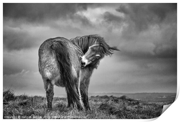 Exmoor Pony 3 Print by Hannah Watson