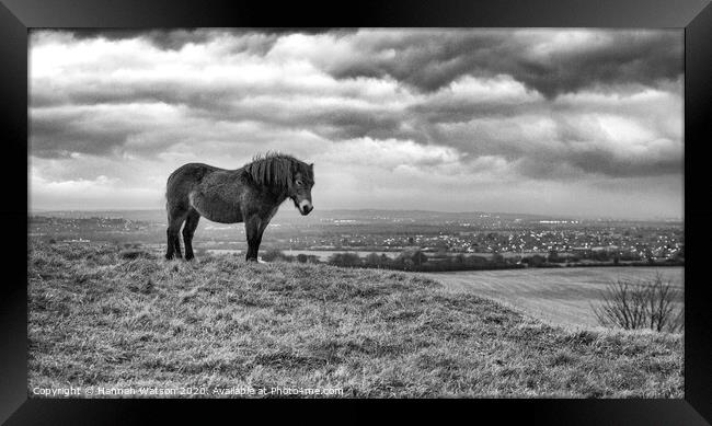 Exmoor Pony 5 Framed Print by Hannah Watson