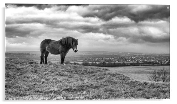 Exmoor Pony 5 Acrylic by Hannah Watson
