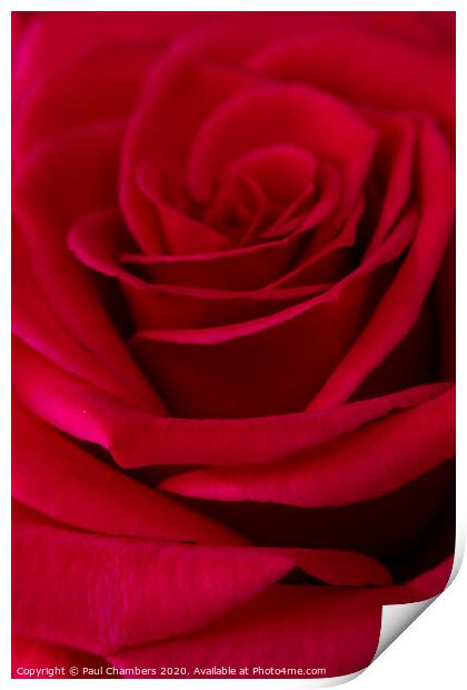 Red Rose Print by Paul Chambers