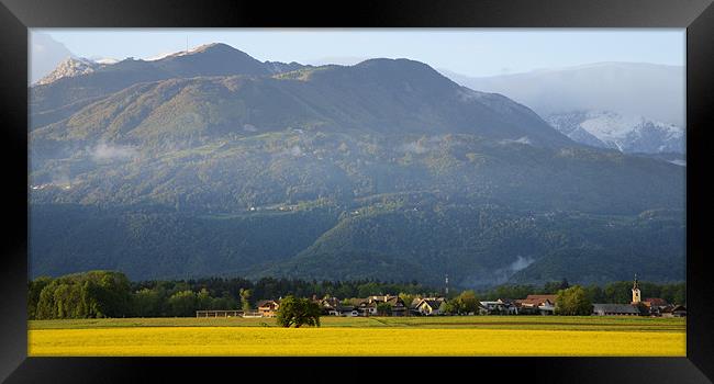 rapeseed field with Kamnik Alps Framed Print by Ian Middleton