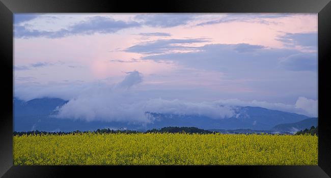 rapeseed field in Brnik with Kamnik Alps Framed Print by Ian Middleton