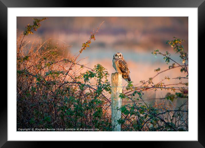 Short eared owl at sunset  Framed Mounted Print by Stephen Rennie