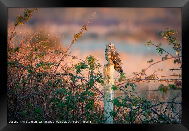 Short eared owl at sunset  Framed Print by Stephen Rennie