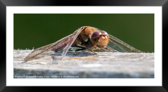 Majestic Dragonfly Framed Mounted Print by tammy mellor