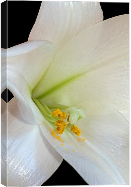 White Lily Canvas Print by David Pringle