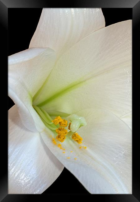 White Lily Framed Print by David Pringle