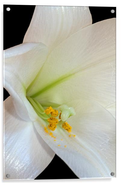 White Lily Acrylic by David Pringle