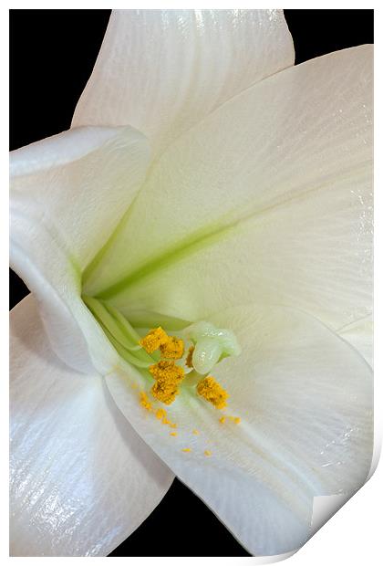 White Lily Print by David Pringle