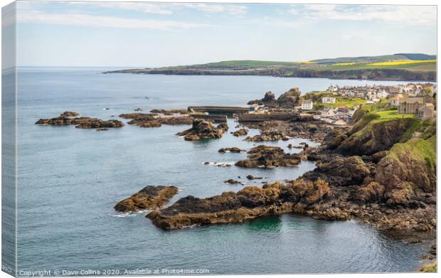 St Abbs, Scottish Borders, Scotland Canvas Print by Dave Collins