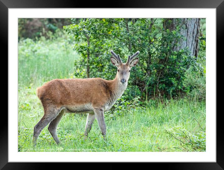 Red deer, Woodland, Glenveagh National Park, Donegal, Ireland Framed Mounted Print by Dave Collins